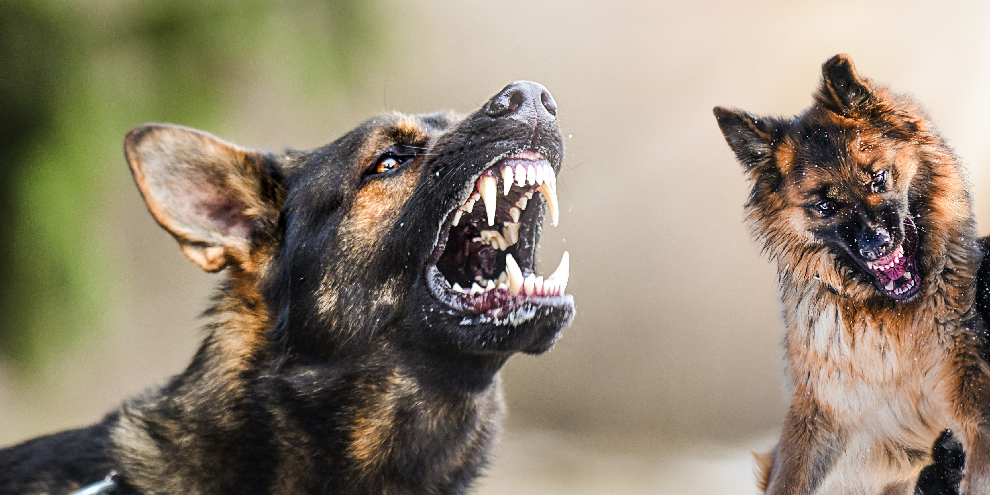 Don’t Suffer Alone – Let a Dog bite Lawyer fight for you